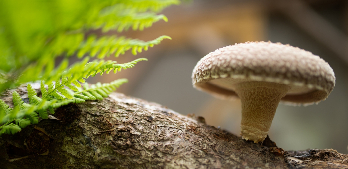 Shiitake Herkunft Bedeutung